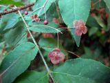 Euonymus verrucosus. Часть ветви с бутонами, раскрывающимися и раскрытыми цветками. Украина, Киевская обл., Вышгородский р-н, севернее с. Лебедевка, сосновый лес на правом берегу дренажного канала. 23 мая 2010 г.