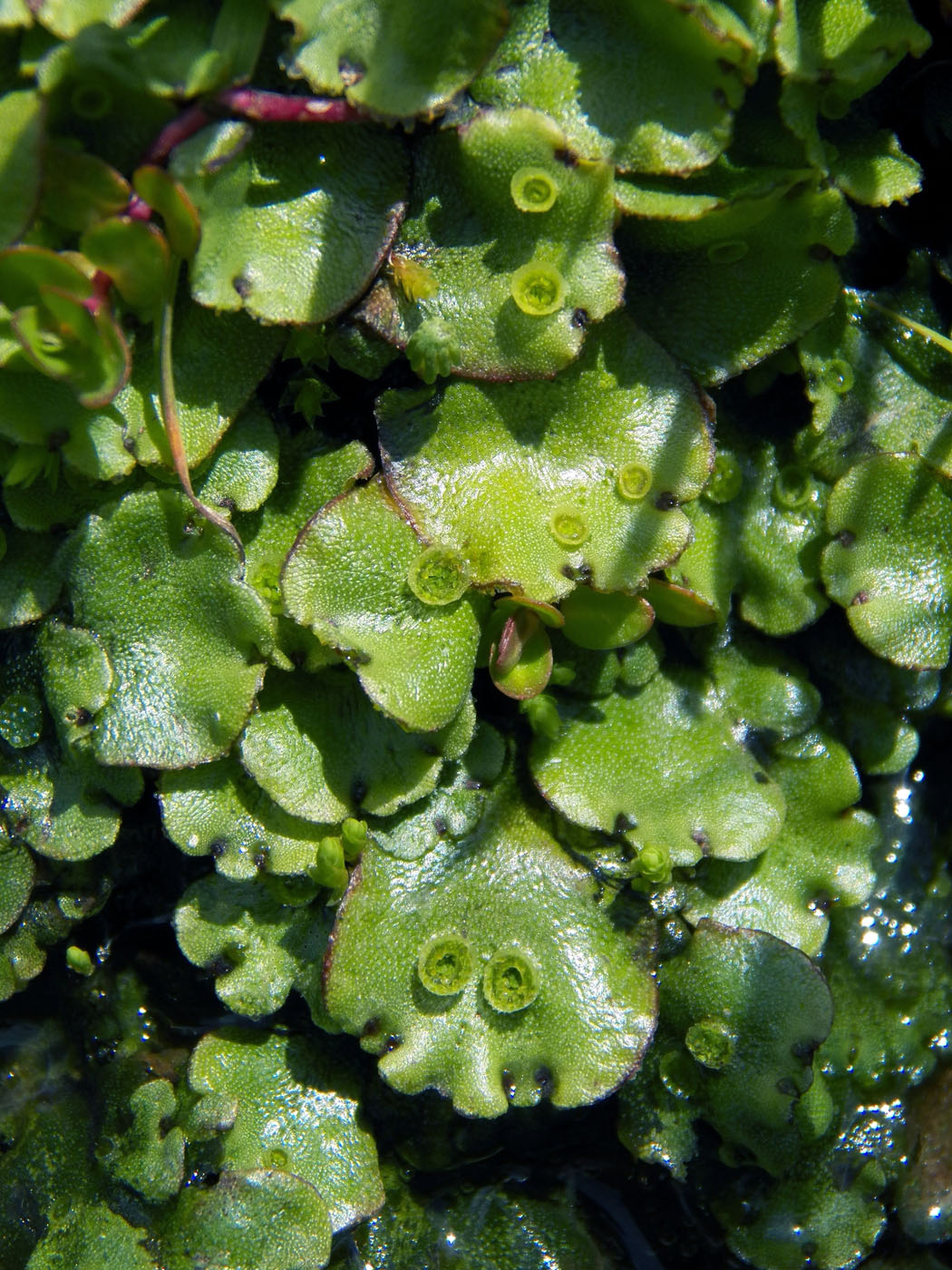 Изображение особи Marchantia polymorpha.