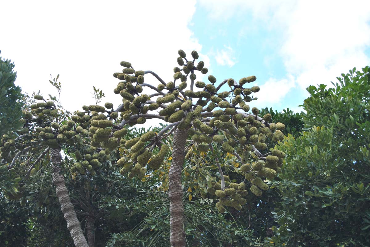 Image of Cussonia sphaerocephala specimen.