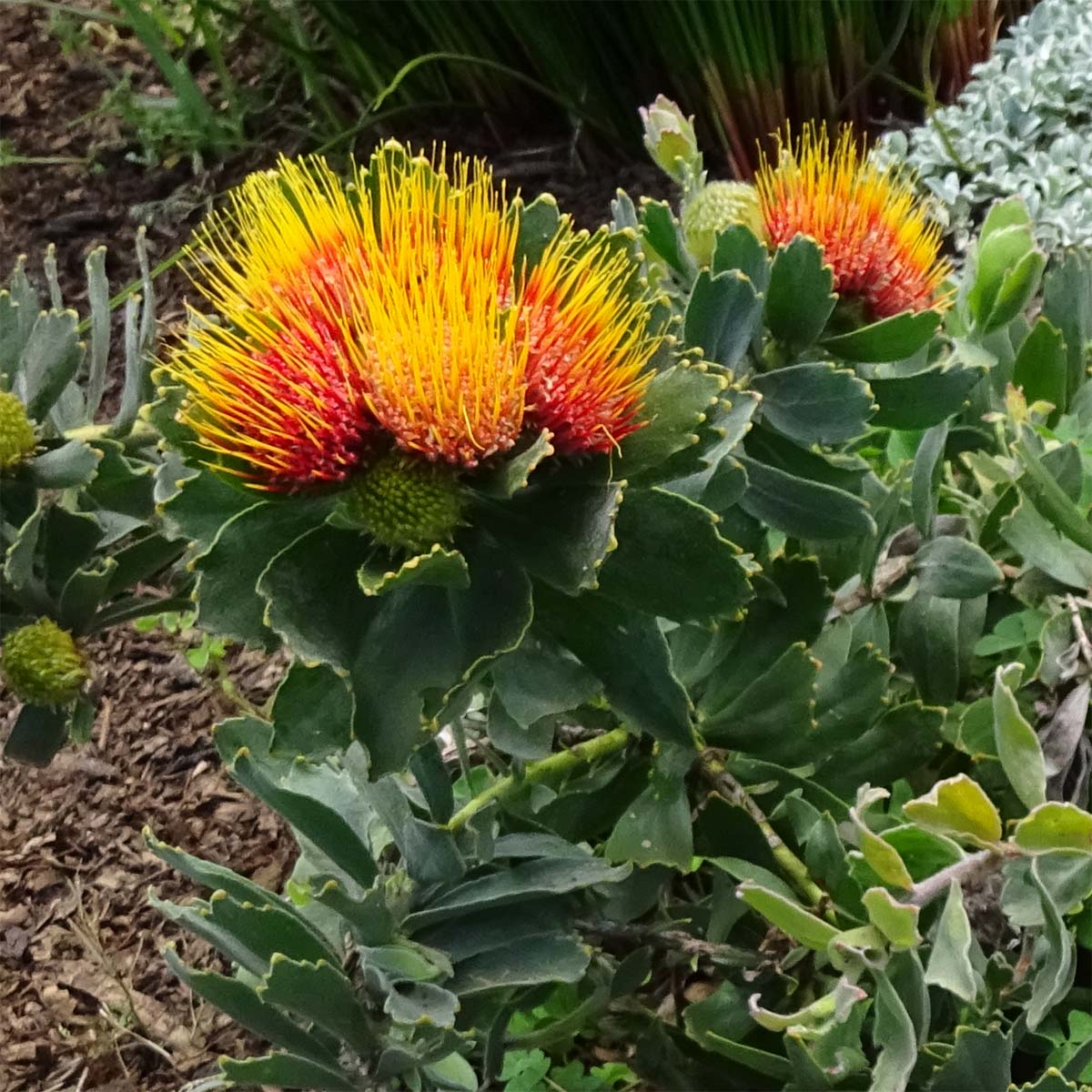 Изображение особи Leucospermum mundii.