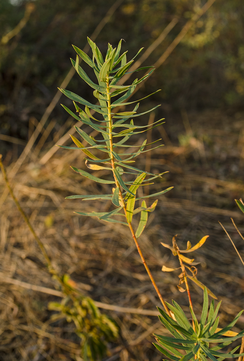 Image of Euphorbia virgata specimen.