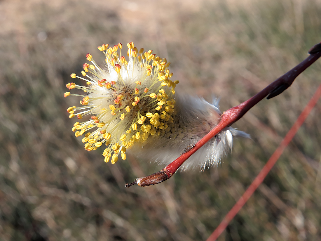 Image of Salix acutifolia specimen.