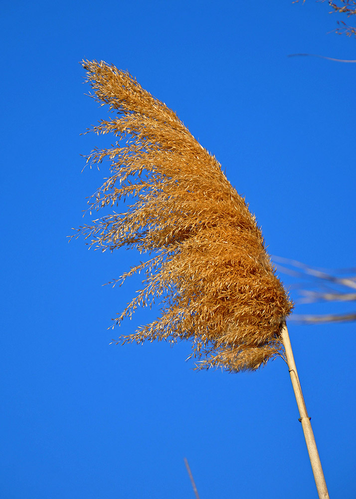 Image of Phragmites australis specimen.