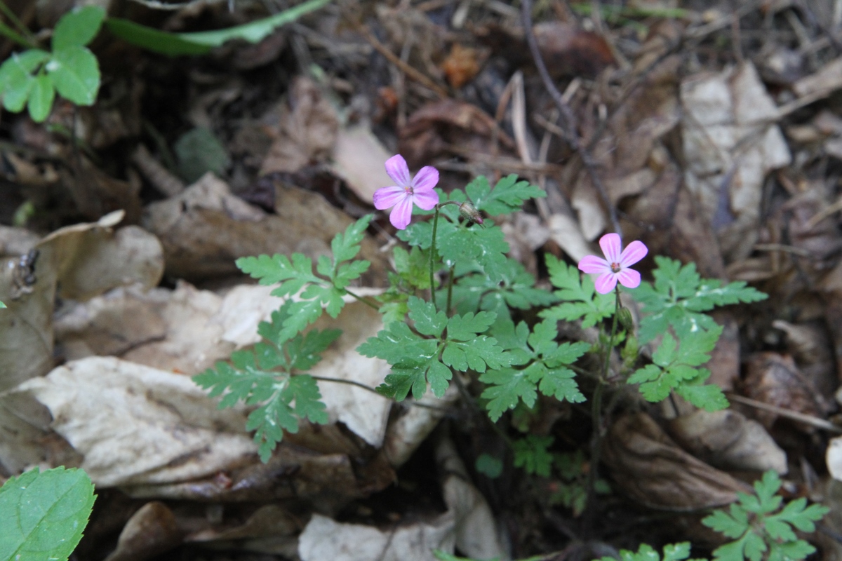 Image of Geranium robertianum specimen.