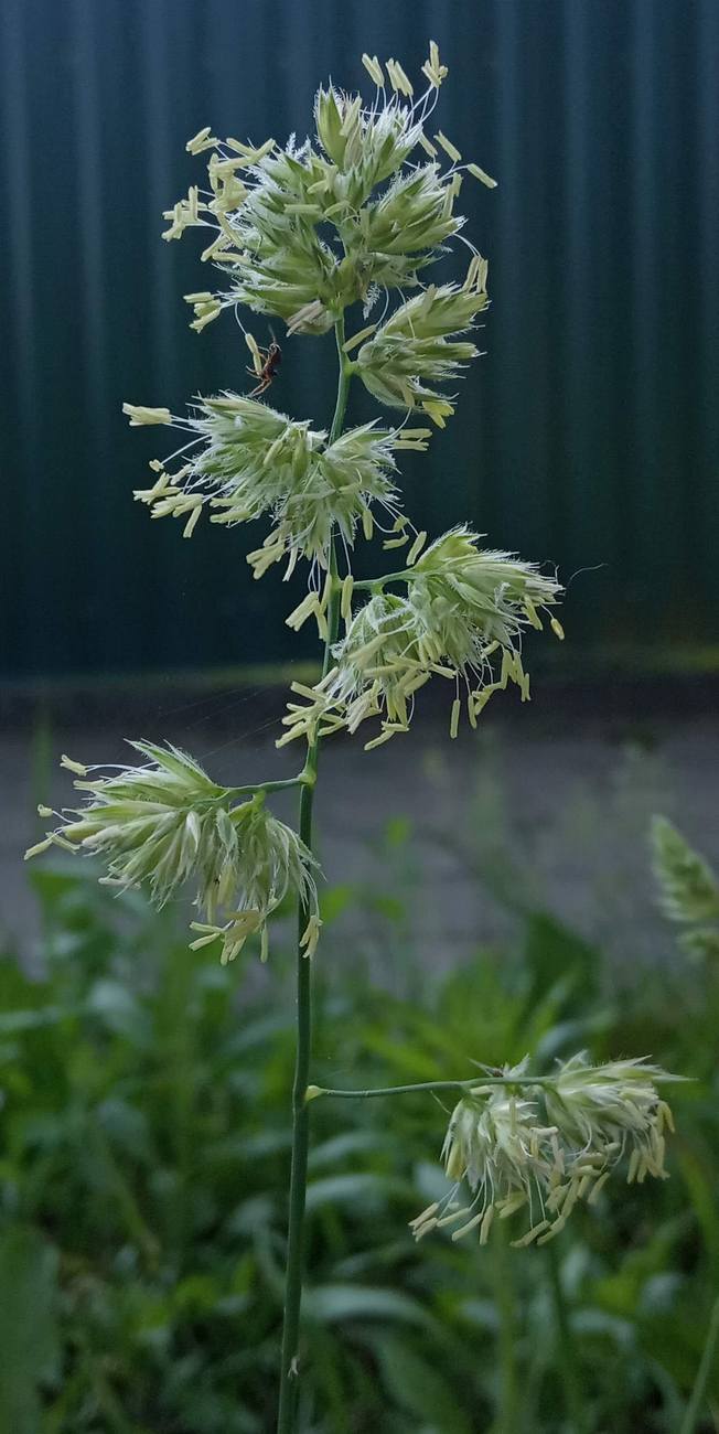 Изображение особи Dactylis glomerata.