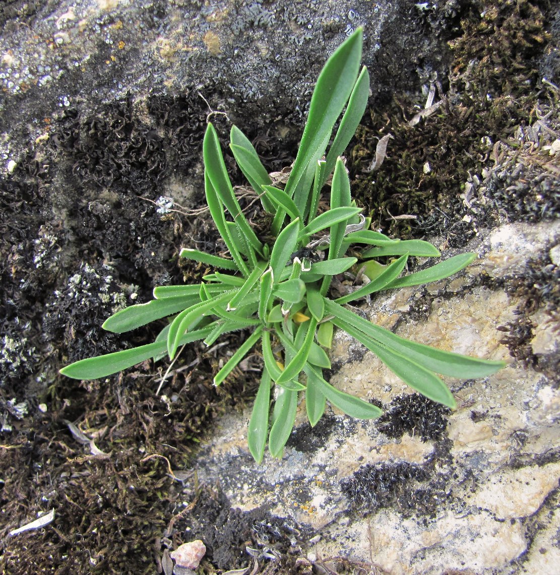 Image of Silene saxatilis specimen.