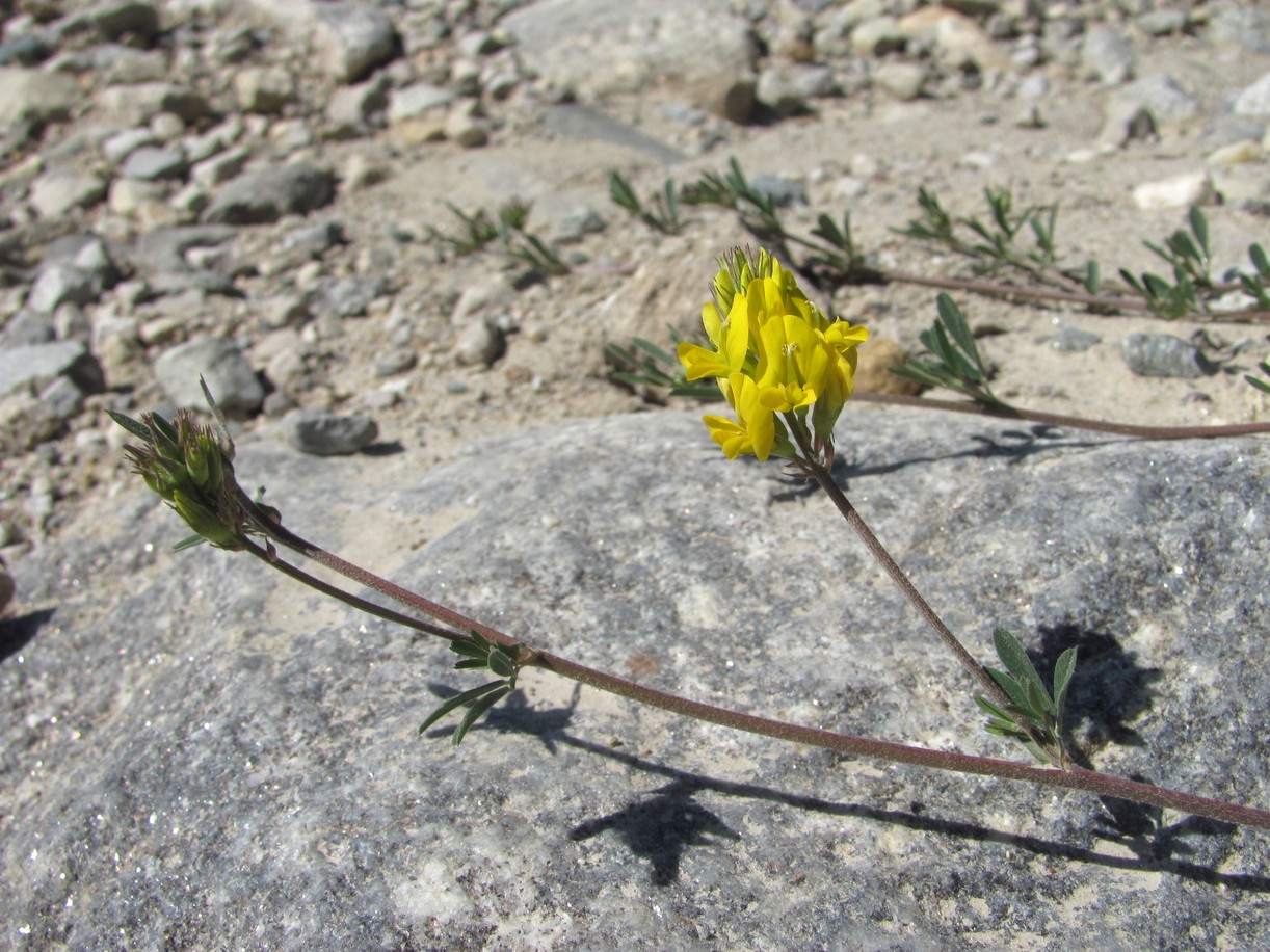 Image of Medicago romanica specimen.