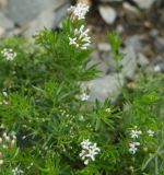 Asperula cretacea