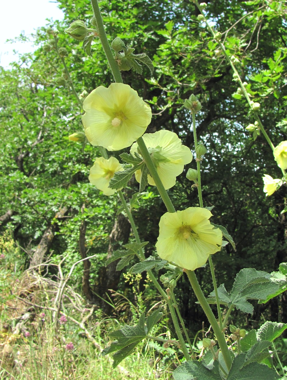 Изображение особи Alcea rugosa.