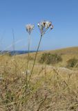 Allium moschatum