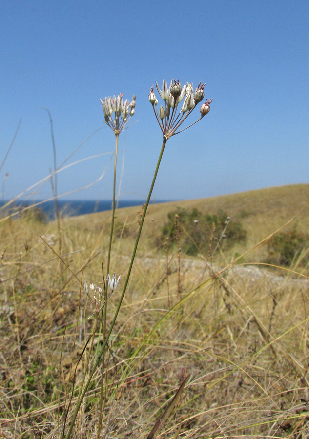 Изображение особи Allium moschatum.