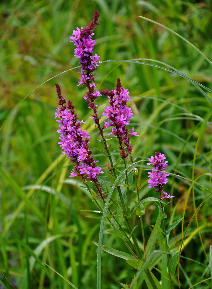 Image of Lythrum salicaria specimen.