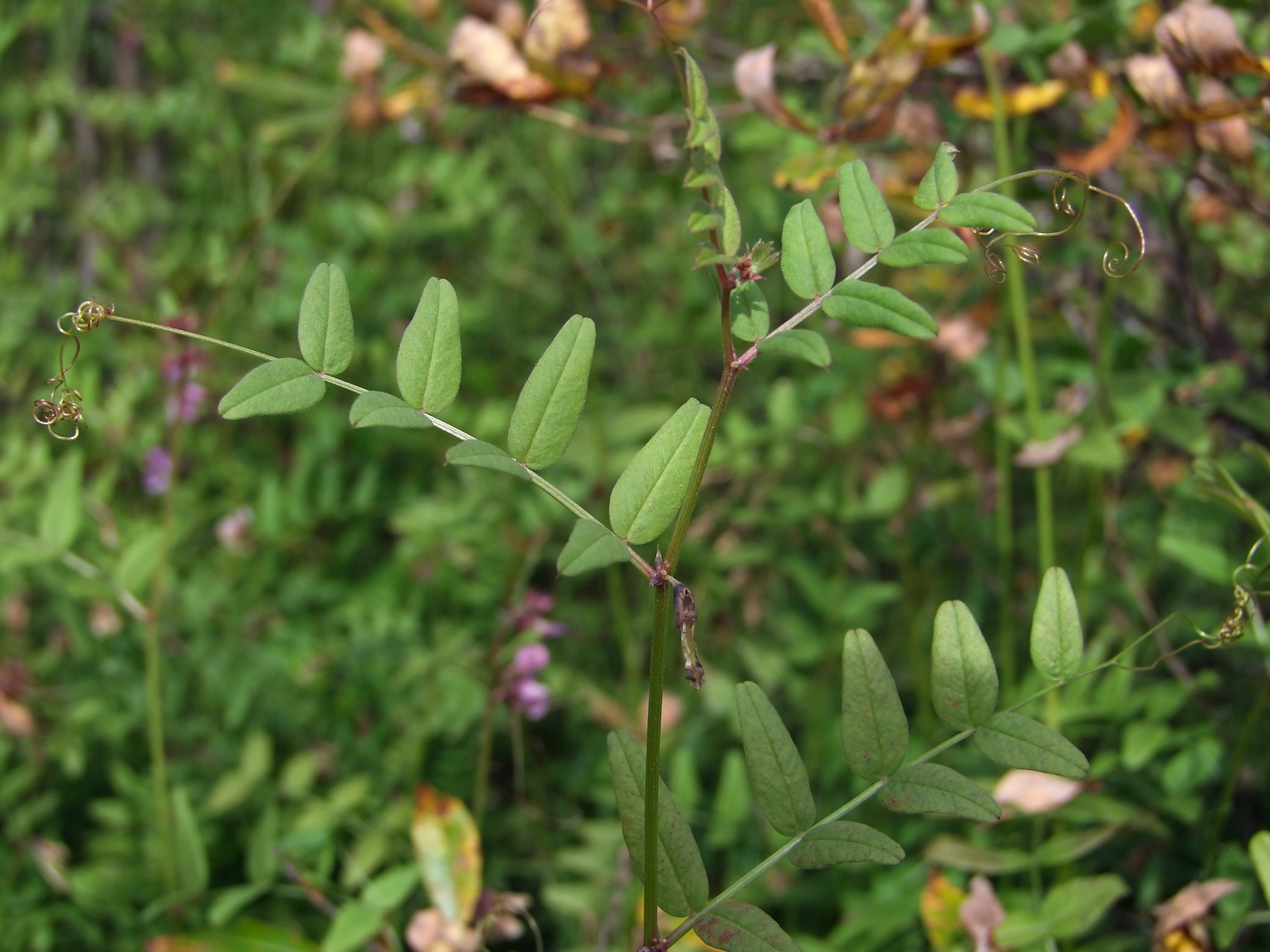 Изображение особи Vicia sepium.