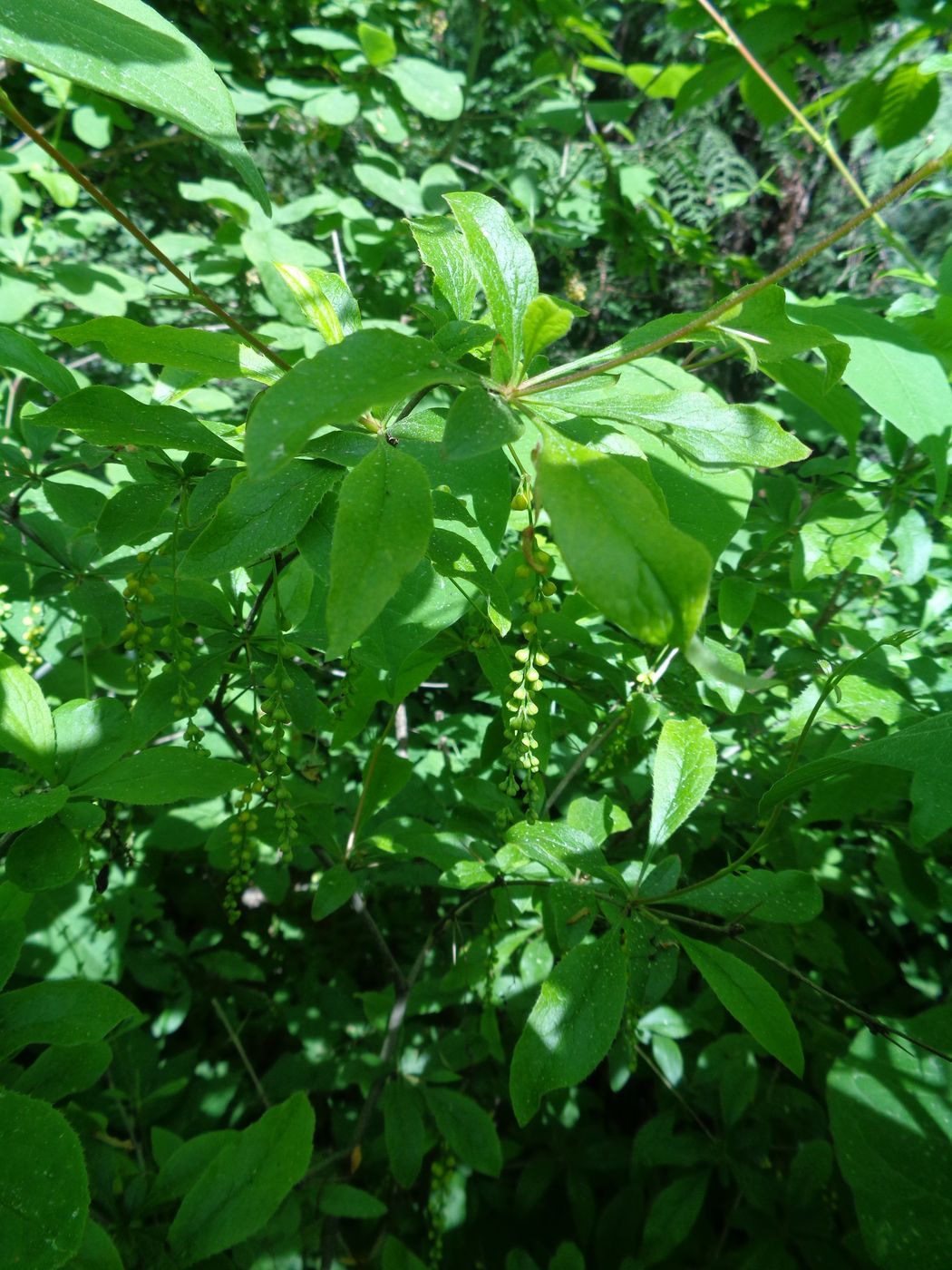 Image of Berberis brachypoda specimen.