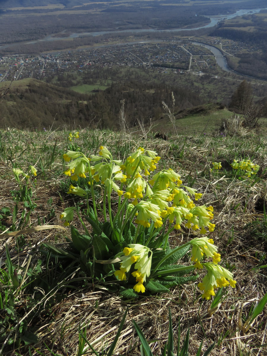 Image of Primula macrocalyx specimen.