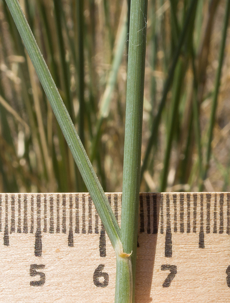 Image of Elytrigia obtusiflora specimen.