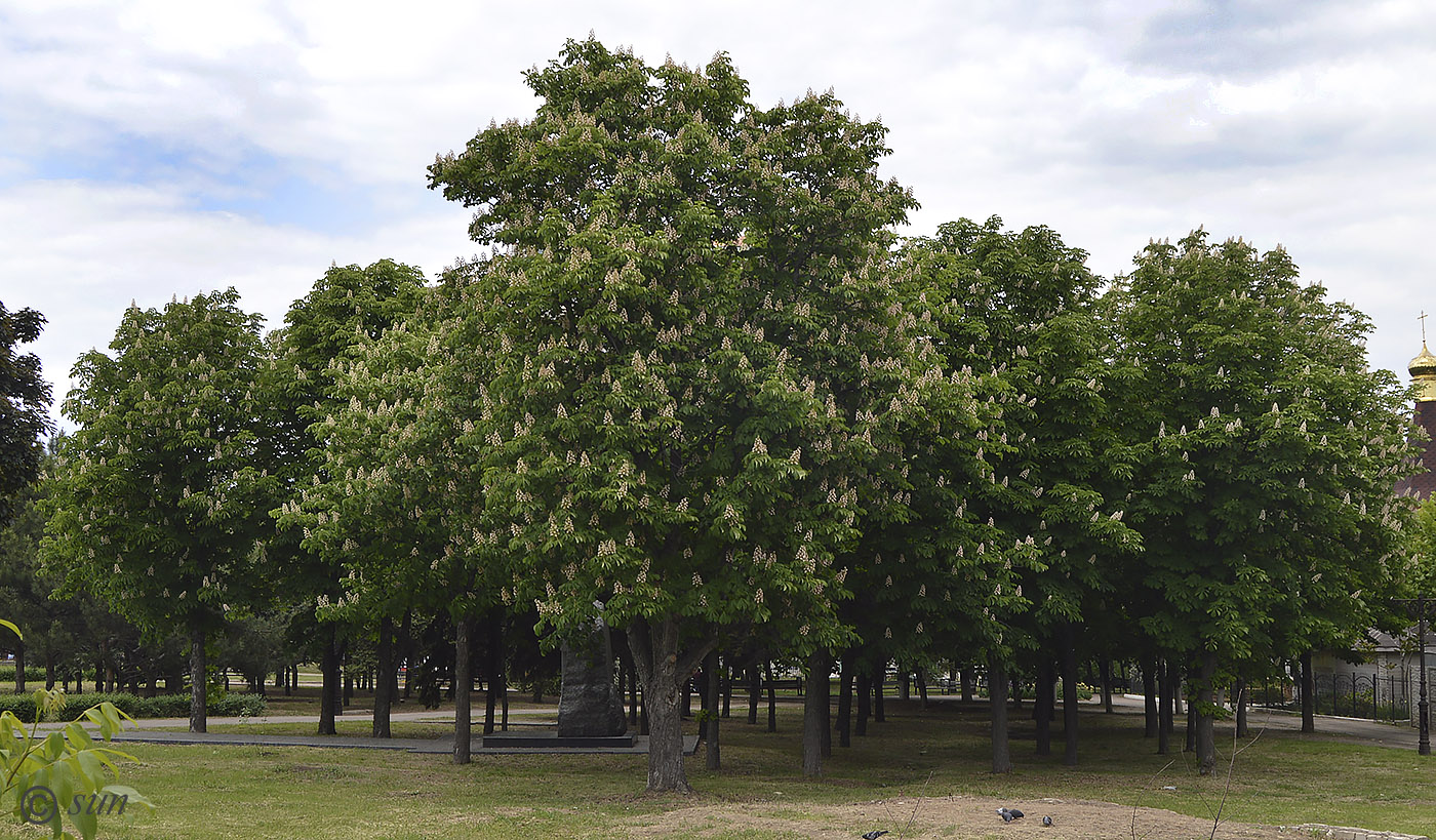 Image of Aesculus hippocastanum specimen.