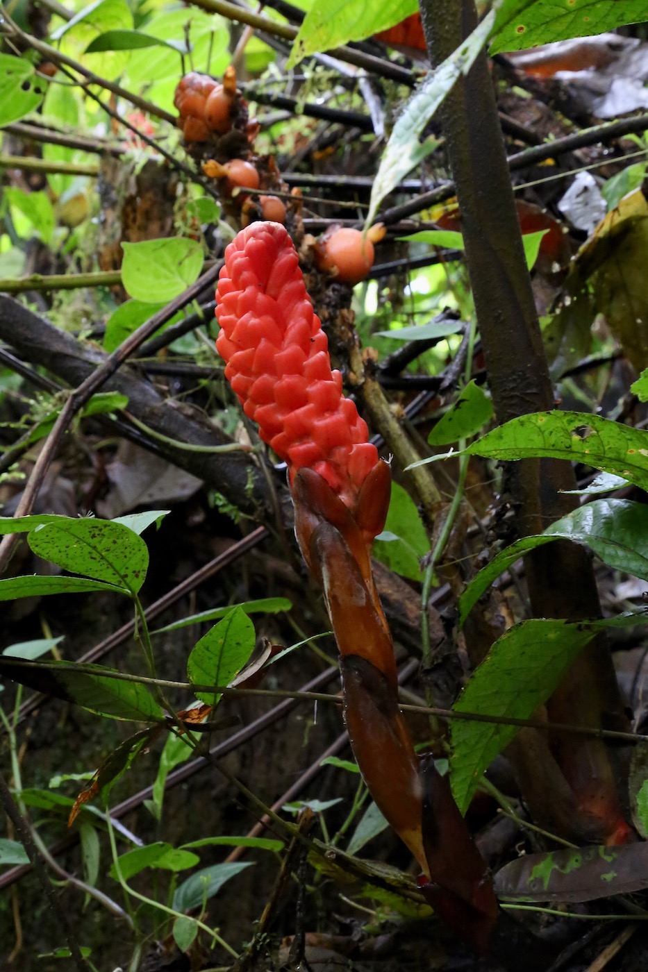 Изображение особи Renealmia thyrsoidea.