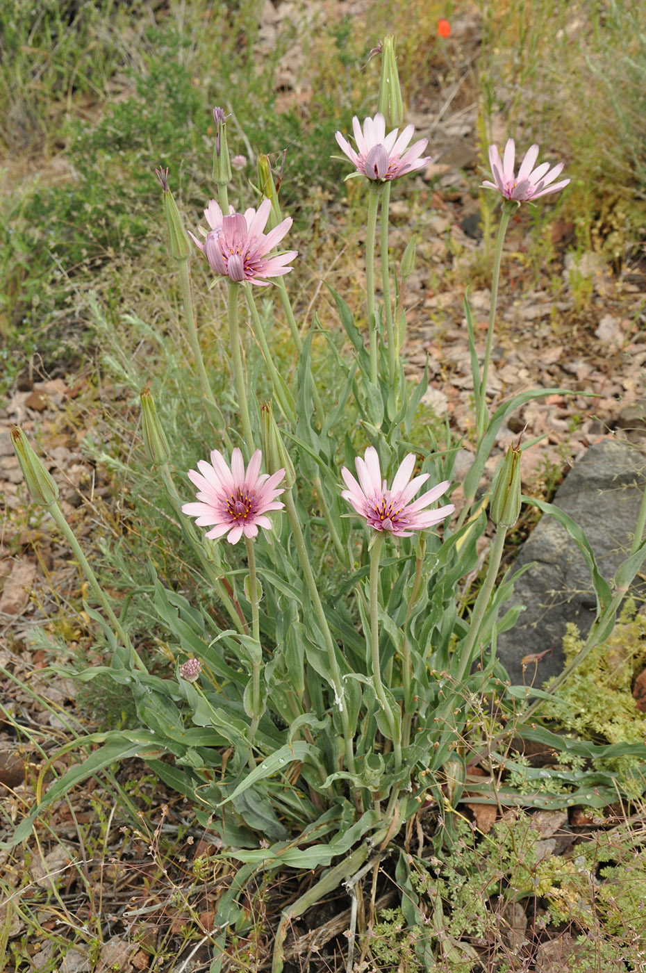 Image of Tragopogon ruber specimen.