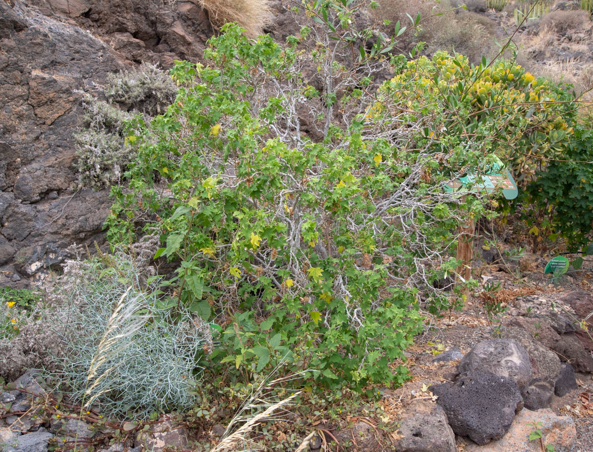 Image of Malva acerifolia specimen.