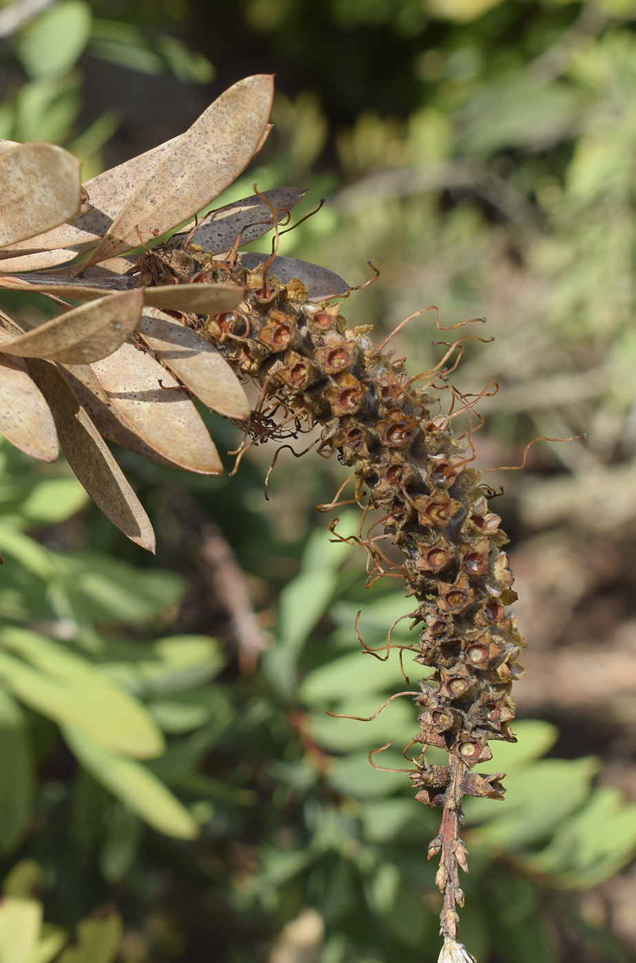 Image of Callistemon citrinus specimen.