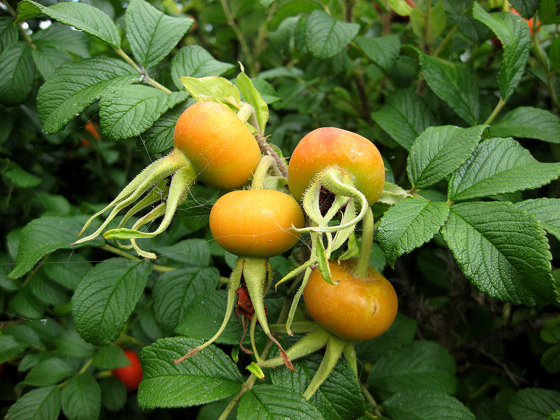 Image of Rosa rugosa specimen.