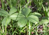 Paris quadrifolia. Верхушка вегетирующего растения (с 5 листьями в мутовке). Ленинградская обл., Кингисеппский р-н, Кургальский п-ов, берег оз. Белое, сосновый лес. 23.05.2020.