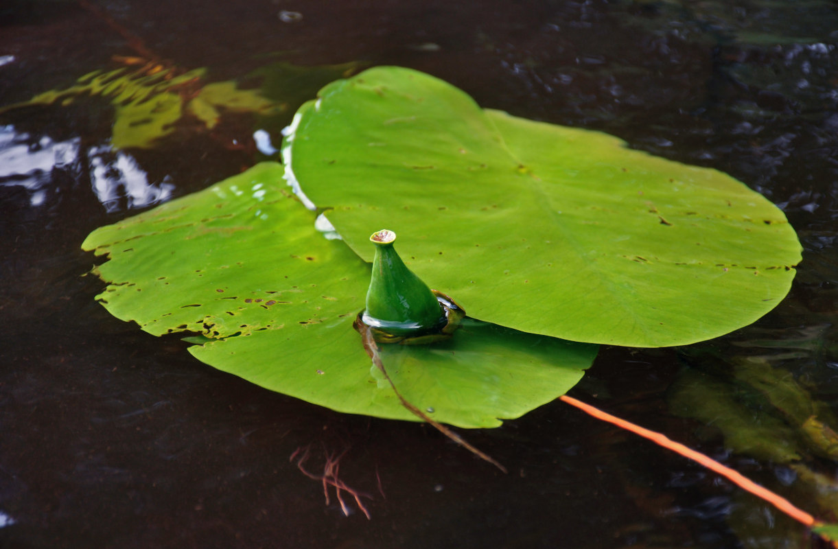 Изображение особи Nuphar lutea.