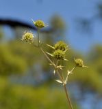 Смотреть изображение Eryngium thorifolium