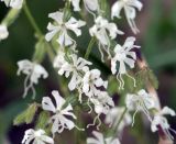 Silene dichotoma