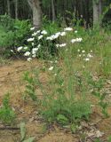 Pyrethrum poteriifolium. Цветущее растение. Краснодарский край, Абинский р-н, юж. окр. ст-цы Холмская, вырубка. 18.05.2020.