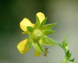 Potentilla intermedia. Цветок (вид со стороны чашечки). Украина, г. Луганск, окрест. парка 1 Мая, на железной дороге. 16.06.2021.