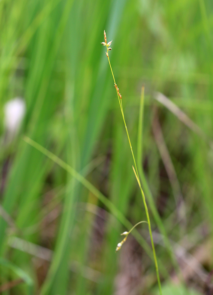 Изображение особи Carex sedakowii.