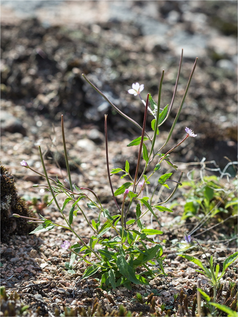 Изображение особи род Epilobium.