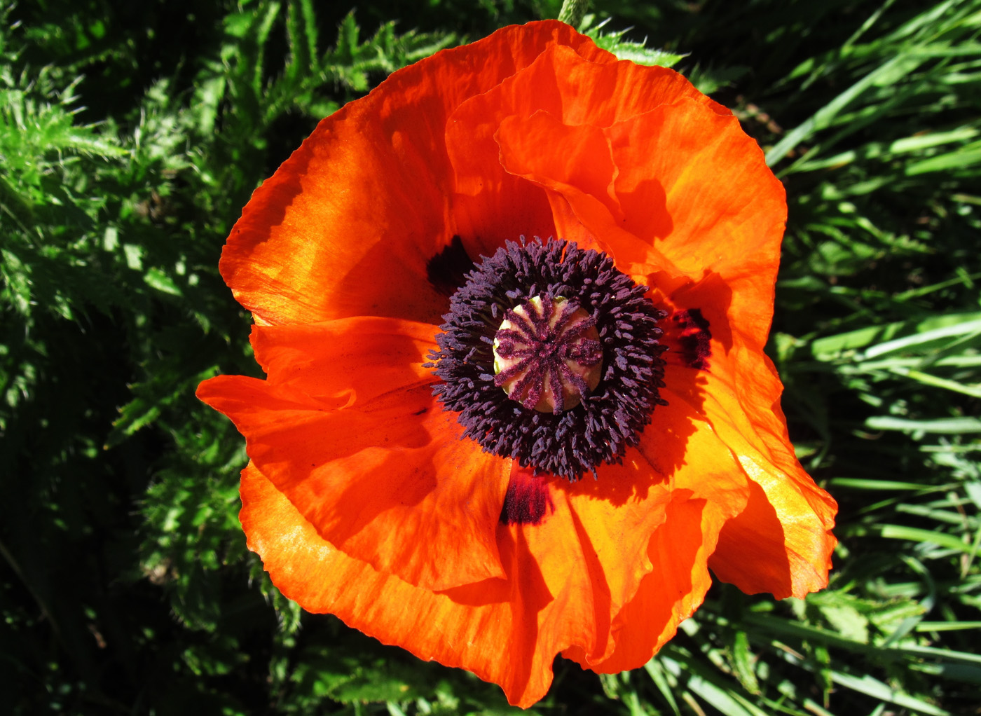 Image of Papaver setiferum specimen.