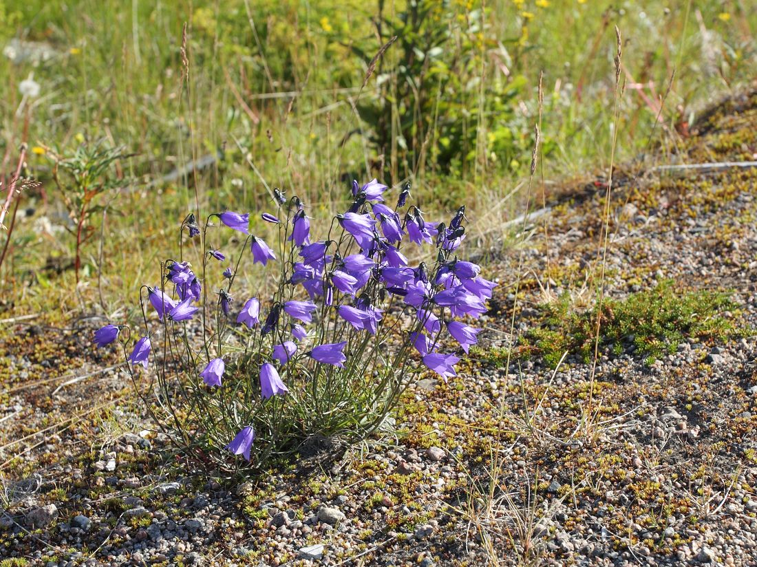 Image of Campanula rotundifolia specimen.