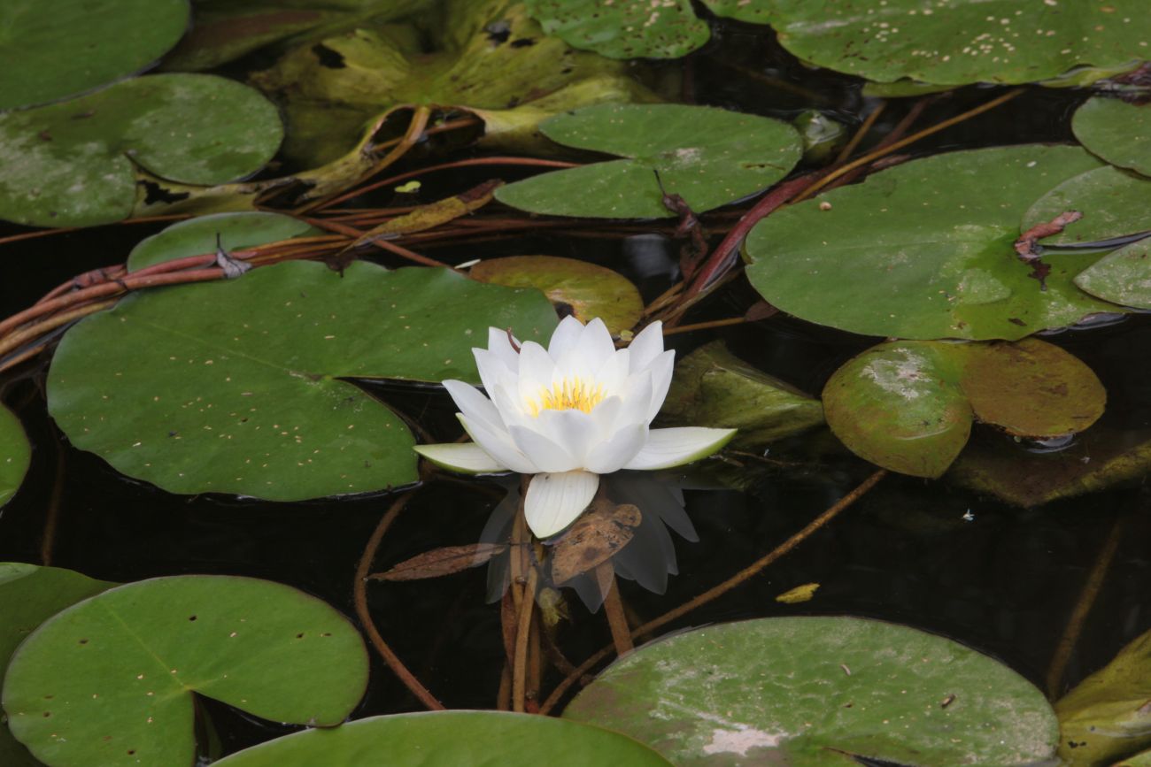 Изображение особи Nymphaea candida.