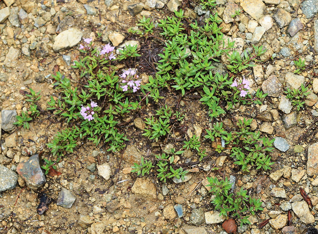 Image of Thymus urussovii specimen.