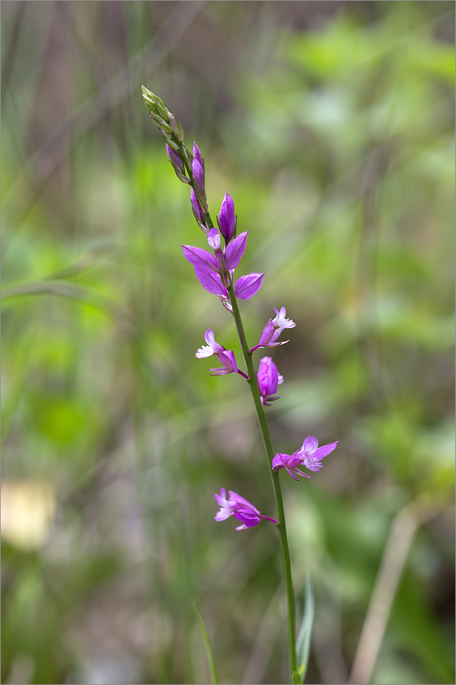 Image of Polygala caucasica specimen.