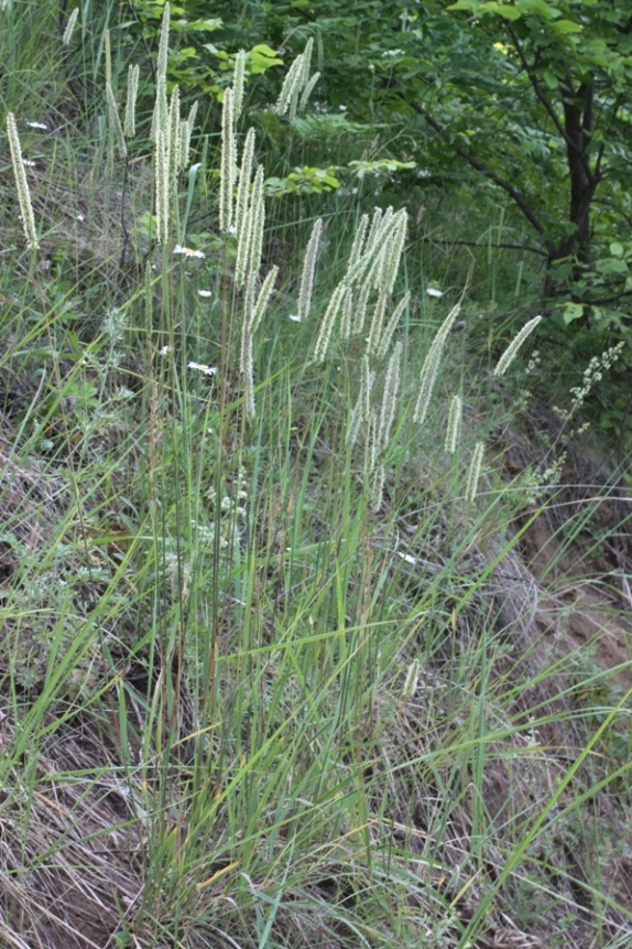 Изображение особи Phleum phleoides.