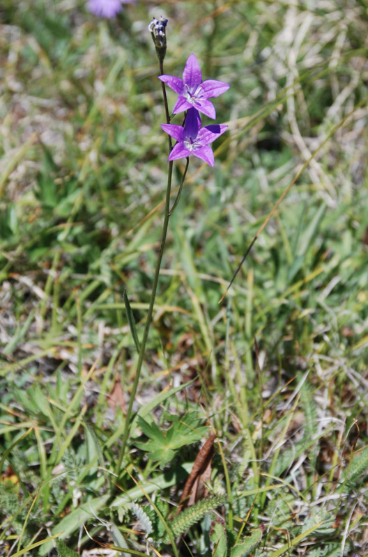 Image of Campanula altaica specimen.