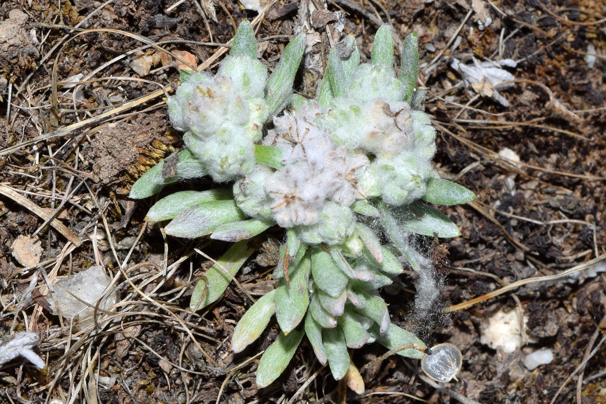 Image of Cymbolaena griffithii specimen.