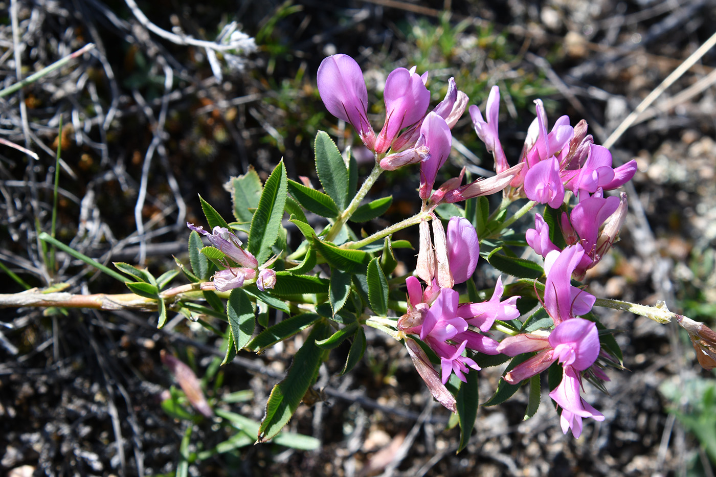 Image of Trifolium popovii specimen.