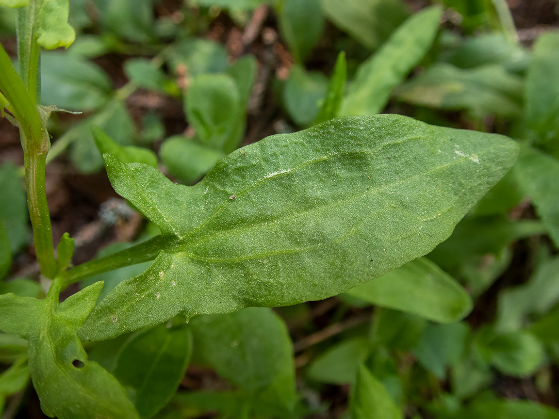 Image of Rumex acetosella specimen.