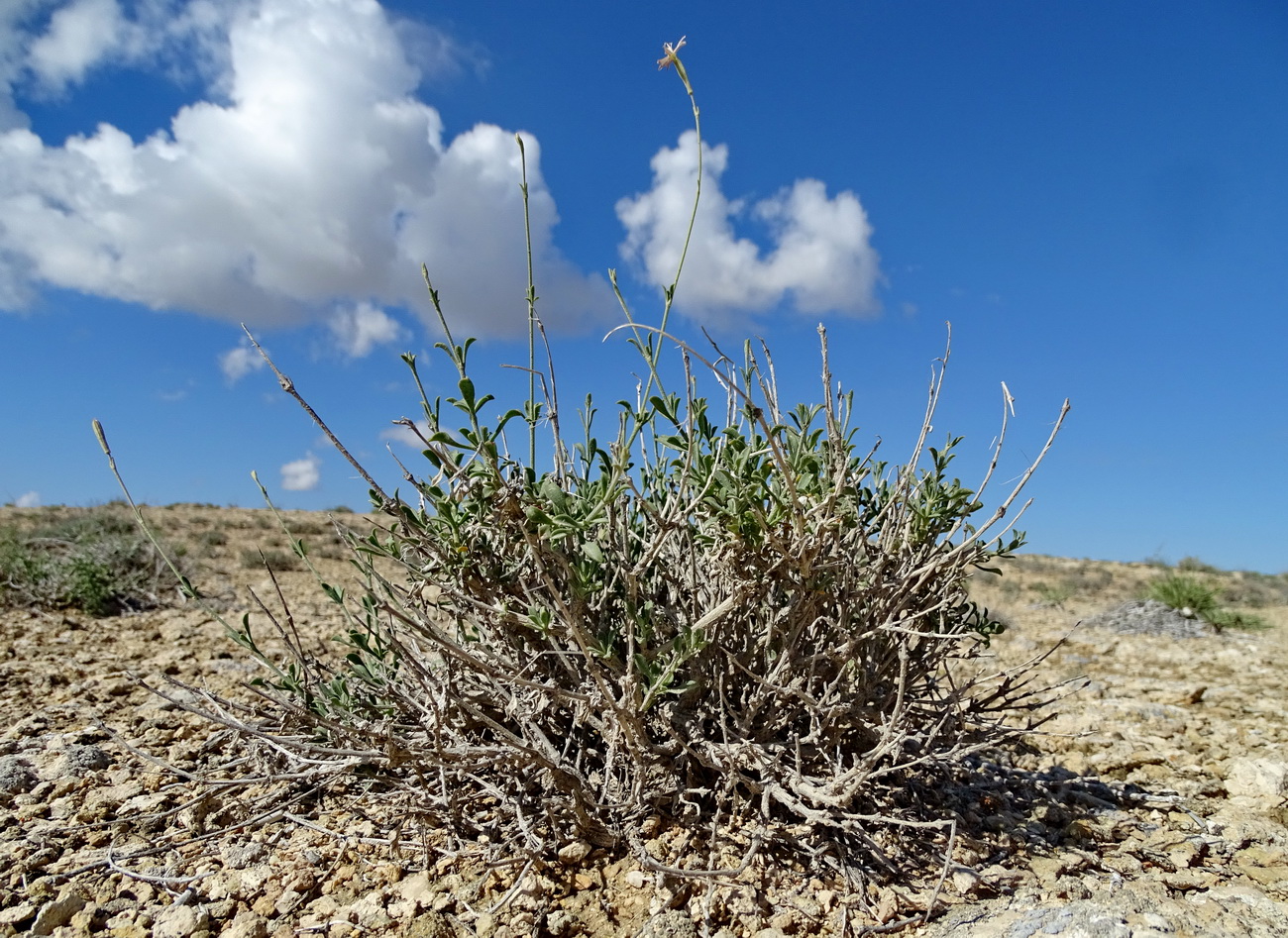 Изображение особи Silene fruticulosa.