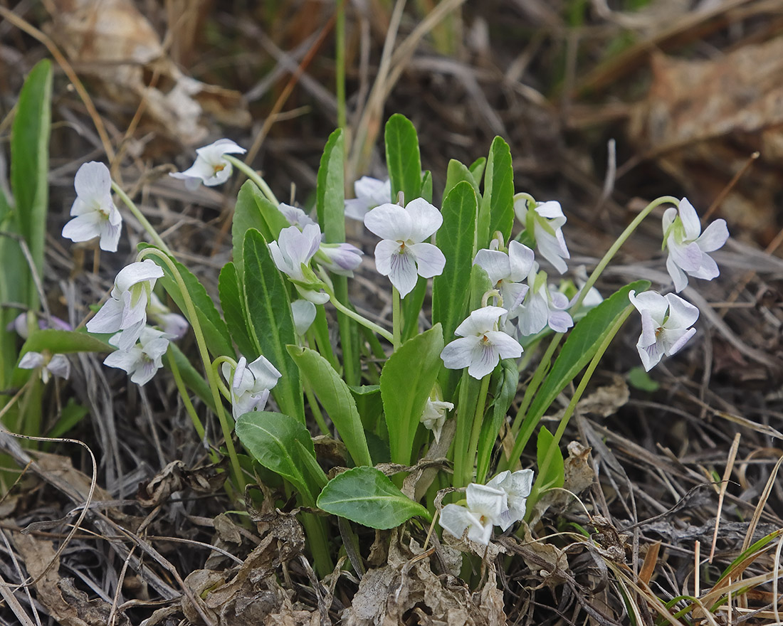 Изображение особи Viola gmeliniana.