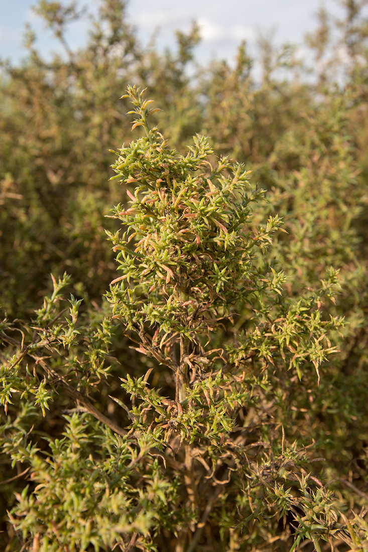 Image of familia Chenopodiaceae specimen.