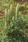 Aconitum orientale. Верхушки цветущих растений. Кабардино-Балкария, Эльбрусский р-н, долина р. Терскол, ≈ 2600 м н.у.м., каменистый склон. 24.08.2023.