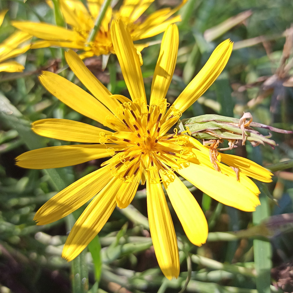 Изображение особи род Tragopogon.