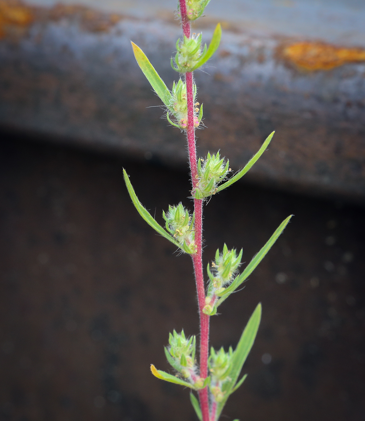 Image of Bassia scoparia specimen.